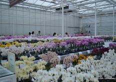 The phalaenopsis in the greenhouse of Anthura.
